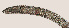  ( - NID-N577)  @11 [ ] CreativeCommons - Attribution Non-Commercial (2016) Tom Powers University of Nebraska