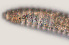  ( - NID-N577)  @11 [ ] CreativeCommons - Attribution Non-Commercial (2016) Tom Powers University of Nebraska