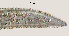  ( - NID-N606)  @11 [ ] CreativeCommons - Attribution Non-Commercial (2017) Tom Powers University of Nebraska