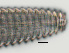  ( - NID-N607)  @11 [ ] CreativeCommons - Attribution Non-Commercial (2017) Tom Powers University of Nebraska