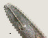  ( - NID-N609)  @11 [ ] CreativeCommons - Attribution Non-Commercial (2017) Tom Powers University of Nebraska