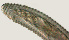  ( - NID-N691)  @11 [ ] CreativeCommons - Attribution Non-Commercial (2017) Tom Powers University of Nebraska