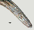  ( - NID-N733)  @11 [ ] CreativeCommons - Attribution Non-Commercial (2017) Tom Powers University of Nebraska