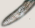  ( - NID-N742)  @11 [ ] CreativeCommons - Attribution Non-Commercial (2017) Tom Powers University of Nebraska