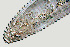  ( - NID-N747)  @11 [ ] CreativeCommons - Attribution Non-Commercial (2017) Tom Powers University of Nebraska