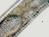 ( - NID-N747)  @11 [ ] CreativeCommons - Attribution Non-Commercial (2017) Tom Powers University of Nebraska
