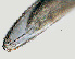  ( - NID-N750)  @11 [ ] CreativeCommons - Attribution Non-Commercial (2017) Tom Powers University of Nebraska