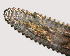  ( - NID-N756)  @11 [ ] CreativeCommons - Attribution Non-Commercial (2016) Tom Powers University of Nebraska