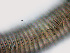 ( - NID-N756)  @11 [ ] CreativeCommons - Attribution Non-Commercial (2016) Tom Powers University of Nebraska