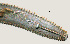  ( - NID-N832)  @11 [ ] CreativeCommons - Attribution Non-Commercial (2017) Tom Powers University of Nebraska