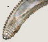  ( - NID-N832)  @11 [ ] CreativeCommons - Attribution Non-Commercial (2017) Tom Powers University of Nebraska