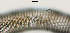  ( - NID-N832)  @11 [ ] CreativeCommons - Attribution Non-Commercial (2017) Tom Powers University of Nebraska