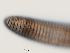  ( - NID-N836)  @11 [ ] CreativeCommons - Attribution Non-Commercial (2017) Tom Powers University of Nebraska