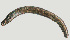 ( - NID-N844)  @11 [ ] CreativeCommons - Attribution Non-Commercial (2016) Tom Powers University of Nebraska