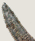  ( - NID-N922)  @11 [ ] CreativeCommons - Attribution Non-Commercial (2017) Tom Powers University of Nebraska