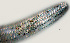  ( - NID-N922)  @11 [ ] CreativeCommons - Attribution Non-Commercial (2017) Tom Powers University of Nebraska