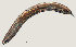  ( - NID-N993)  @11 [ ] CreativeCommons - Attribution Non-Commercial (2017) Tom Powers University of Nebraska