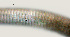  ( - NID-N993)  @11 [ ] CreativeCommons - Attribution Non-Commercial (2017) Tom Powers University of Nebraska