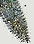  ( - NID-N999)  @11 [ ] CreativeCommons - Attribution Non-Commercial (2017) Tom Powers University of Nebraska