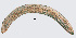 ( - NID-N99)  @11 [ ] CreativeCommons - Attribution Non-Commercial (2016) Tom Powers University of Nebraska