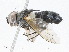  (Vanderwulpia Malaise4762 - CBG-A04495-E06)  @11 [ ] CreativeCommons - Attribution (2023) CBG Photography Group Centre for Biodiversity Genomics