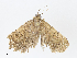  ( - CBG-A04496-D10)  @11 [ ] CreativeCommons - Attribution (2023) CBG Photography Group Centre for Biodiversity Genomics