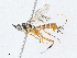  ( - CBG-A04497-A11)  @11 [ ] CreativeCommons - Attribution (2023) CBG Photography Group Centre for Biodiversity Genomics