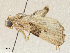  ( - CBG-A04517-G02)  @11 [ ] CreativeCommons - Attribution (2023) CBG Photography Group Centre for Biodiversity Genomics