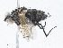  ( - CBG-A05367-D08)  @11 [ ] CreativeCommons - Attribution (2023) CBG Photography Group Centre for Biodiversity Genomics