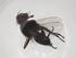  (Phytomyptera Malaise0180 - CBG-A05973-H08)  @11 [ ] CreativeCommons - Attribution (2023) Centre for Biodiversity Genomics Centre for Biodiversity Genomics