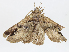  ( - CBG-A06210-C06)  @11 [ ] CreativeCommons - Attribution (2023) CBG Photography Group Centre for Biodiversity Genomics