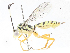  ( - CBG-A06210-G11)  @11 [ ] CreativeCommons - Attribution (2023) CBG Photography Group Centre for Biodiversity Genomics