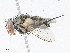  (Argyrochaetona Janzen04 - CBG-A06211-E06)  @11 [ ] CreativeCommons - Attribution (2023) CBG Photography Group Centre for Biodiversity Genomics