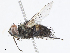  (Carcelia Malaise8339 - CBG-A05430-D03)  @11 [ ] CreativeCommons - Attribution Share - Alike (2023) CBG Photography Group Centre for Biodiversity Genomics