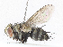  ( - CBG-A06211-G08)  @11 [ ] CreativeCommons - Attribution (2023) CBG Photography Group Centre for Biodiversity Genomics
