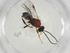  (Nealiolus Malaise9509 - CBG-A27318-B04)  @11 [ ] CreativeCommons - Attribution Share - Alike (2024) Centre for Biodiversity Genomics Centre for Biodiversity Genomics