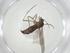  (Zaira Malaise2201 - CBG-A30896-B10)  @11 [ ] CreativeCommons - Attribution Share - Alike (2024) Centre for Biodiversity Genomics Centre for Biodiversity Genomics
