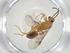  (Cryptopone ACL5472 - CBG-A30902-G07)  @11 [ ] CreativeCommons - Attribution Share - Alike (2024) Centre for Biodiversity Genomics Centre for Biodiversity Genomics