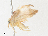  ( - CBG-A31783-F11)  @11 [ ] CreativeCommons - Attribution Share - Alike (2024) CBG Photography Group Centre for Biodiversity Genomics
