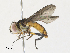  ( - CBG-A31784-A05)  @11 [ ] CreativeCommons - Attribution Share - Alike (2024) CBG Photography Group Centre for Biodiversity Genomics