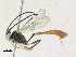  (Casinaria Malaise6348 - CBG-A31787-C06)  @11 [ ] CreativeCommons - Attribution Share-Alike (2024) CBG Photography Group Centre for Biodiversity Genomics