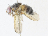  ( - CBG-A31788-E12)  @11 [ ] CreativeCommons - Attribution Share-Alike (2024) CBG Photography Group Centre for Biodiversity Genomics