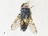  ( - CBG-A31788-F10)  @11 [ ] CreativeCommons - Attribution Share-Alike (2024) CBG Photography Group Centre for Biodiversity Genomics