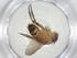  (Siphona Malaise0158 - CBG-A32526-D08)  @11 [ ] CreativeCommons - Attribution Share - Alike (2024) Centre for Biodiversity Genomics Centre for Biodiversity Genomics