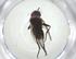  (Phytomyptera Janzen4253 - CBG-A32575-D01)  @11 [ ] CreativeCommons - Attribution Share - Alike (2024) Centre for Biodiversity Genomics Centre for Biodiversity Genomics