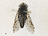  ( - CBG-A33437-B03)  @11 [ ] CreativeCommons - Attribution Share - Alike (2024) CBG Photography Group Centre for Biodiversity Genomics