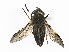  ( - CBG-A33437-G10)  @11 [ ] CreativeCommons - Attribution Share-Alike (2024) CBG Photography Group Centre for Biodiversity Genomics