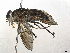 ( - CBG-A33437-G11)  @11 [ ] CreativeCommons - Attribution Share-Alike (2024) CBG Photography Group Centre for Biodiversity Genomics