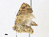  ( - CBG-A33438-F08)  @11 [ ] CreativeCommons - Attribution Share - Alike (2024) CBG Photography Group Centre for Biodiversity Genomics