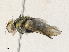  ( - CBG-A33439-A03)  @11 [ ] CreativeCommons - Attribution Share - Alike (2024) CBG Photography Group Centre for Biodiversity Genomics
